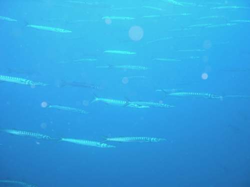 port cros 20-08 037.gif